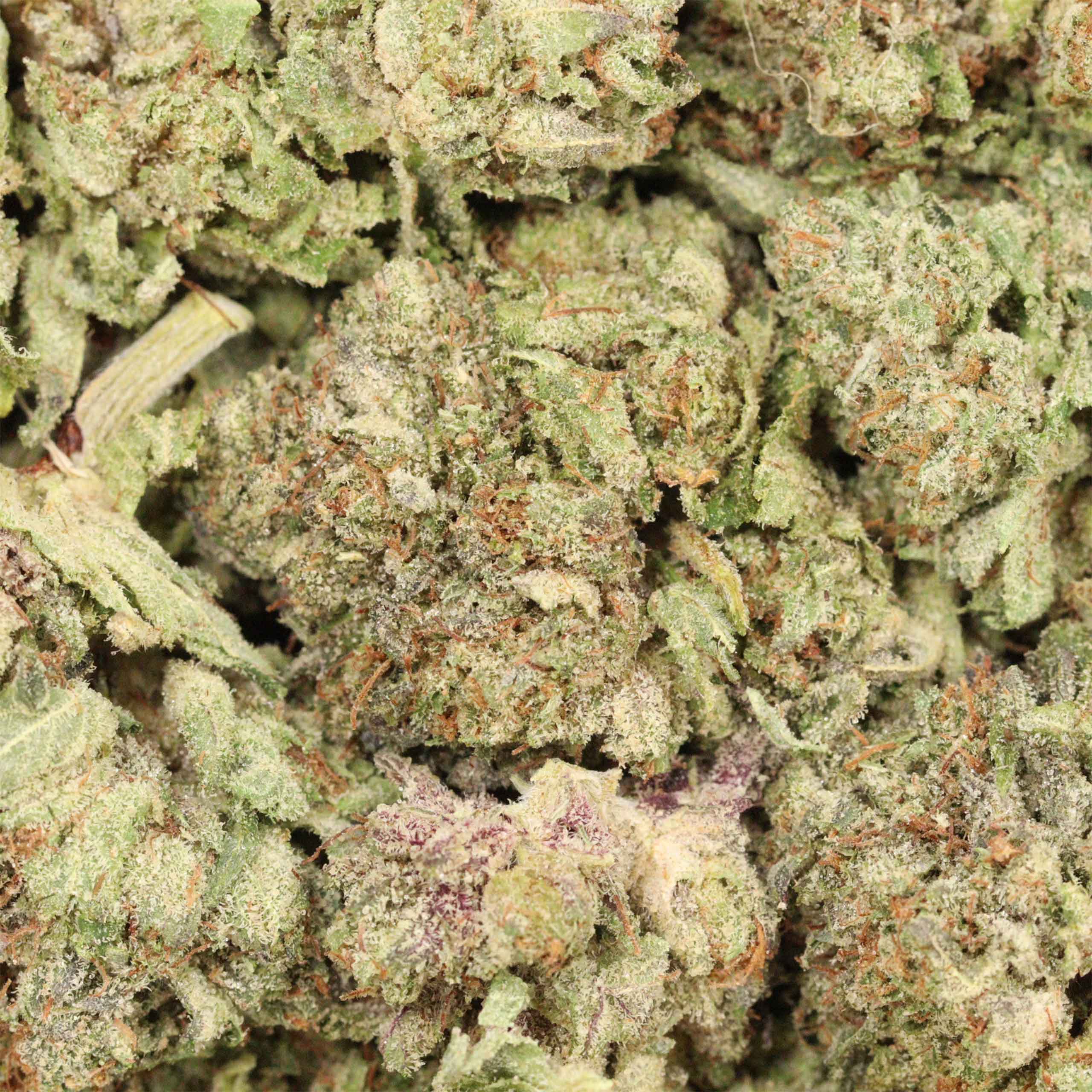 Money Maker cannabis
