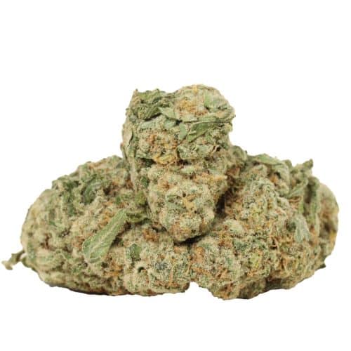Scout Master strain cannabis