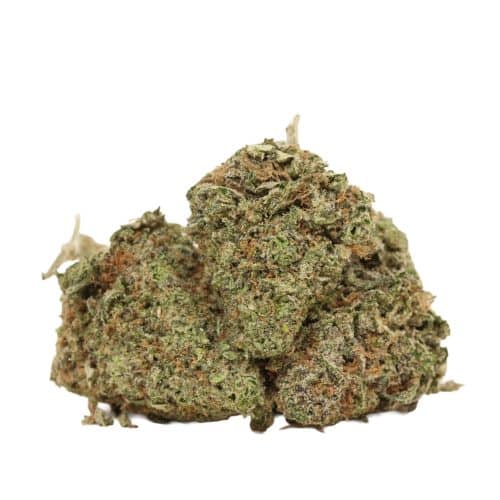 Scout Master strain cannabis