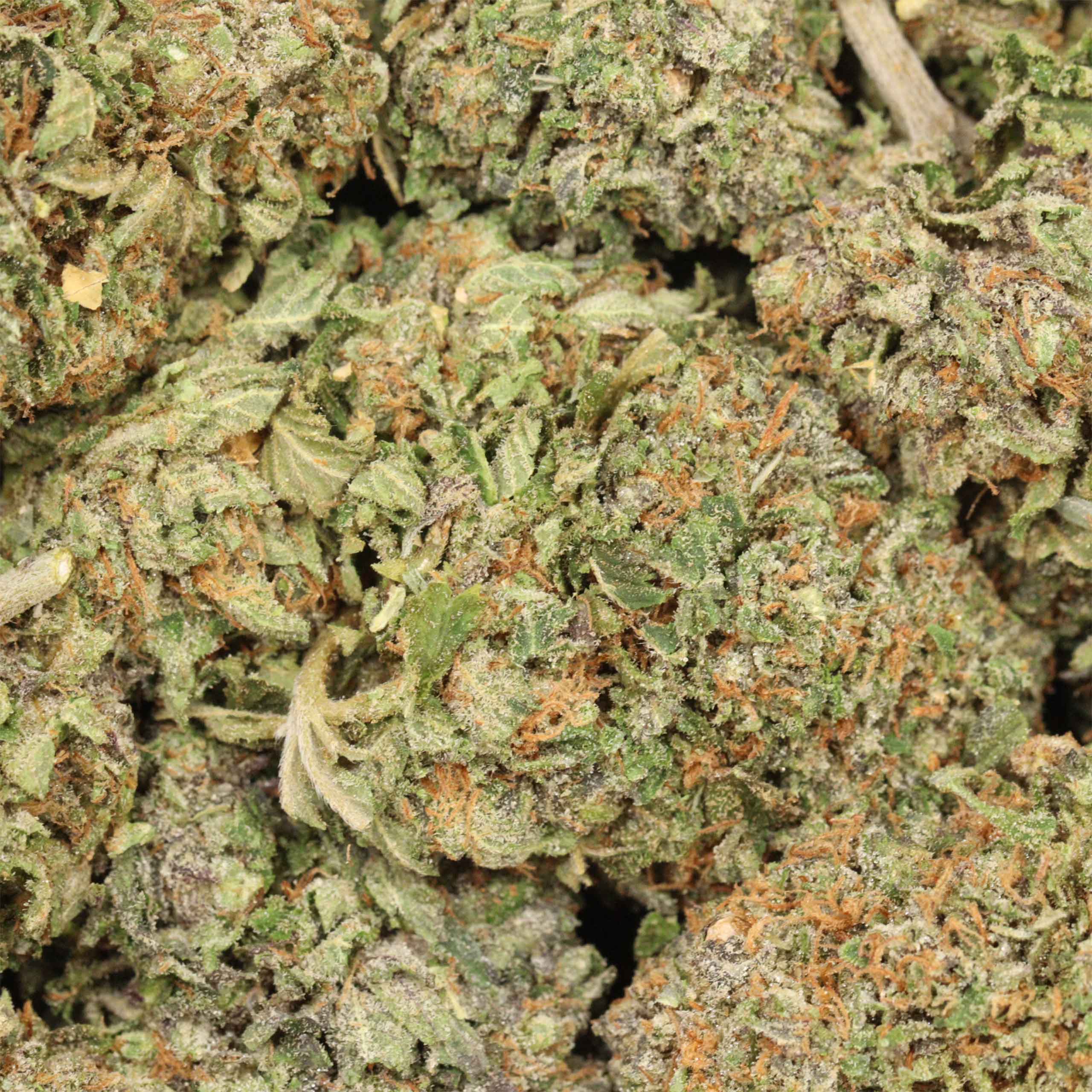 Tom Ford Pink Kush cannabis