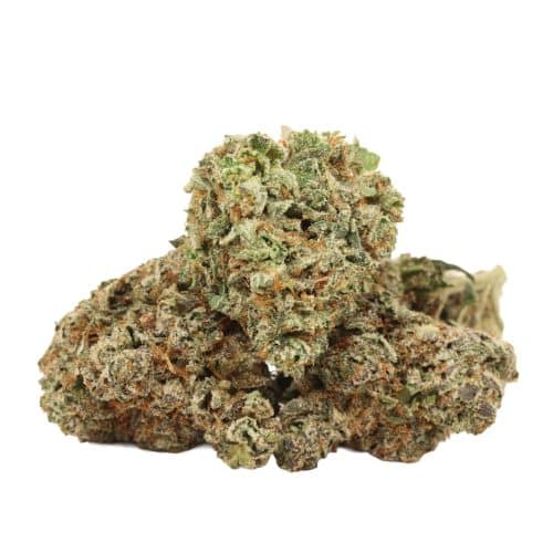 White Fire OG strain cannabis