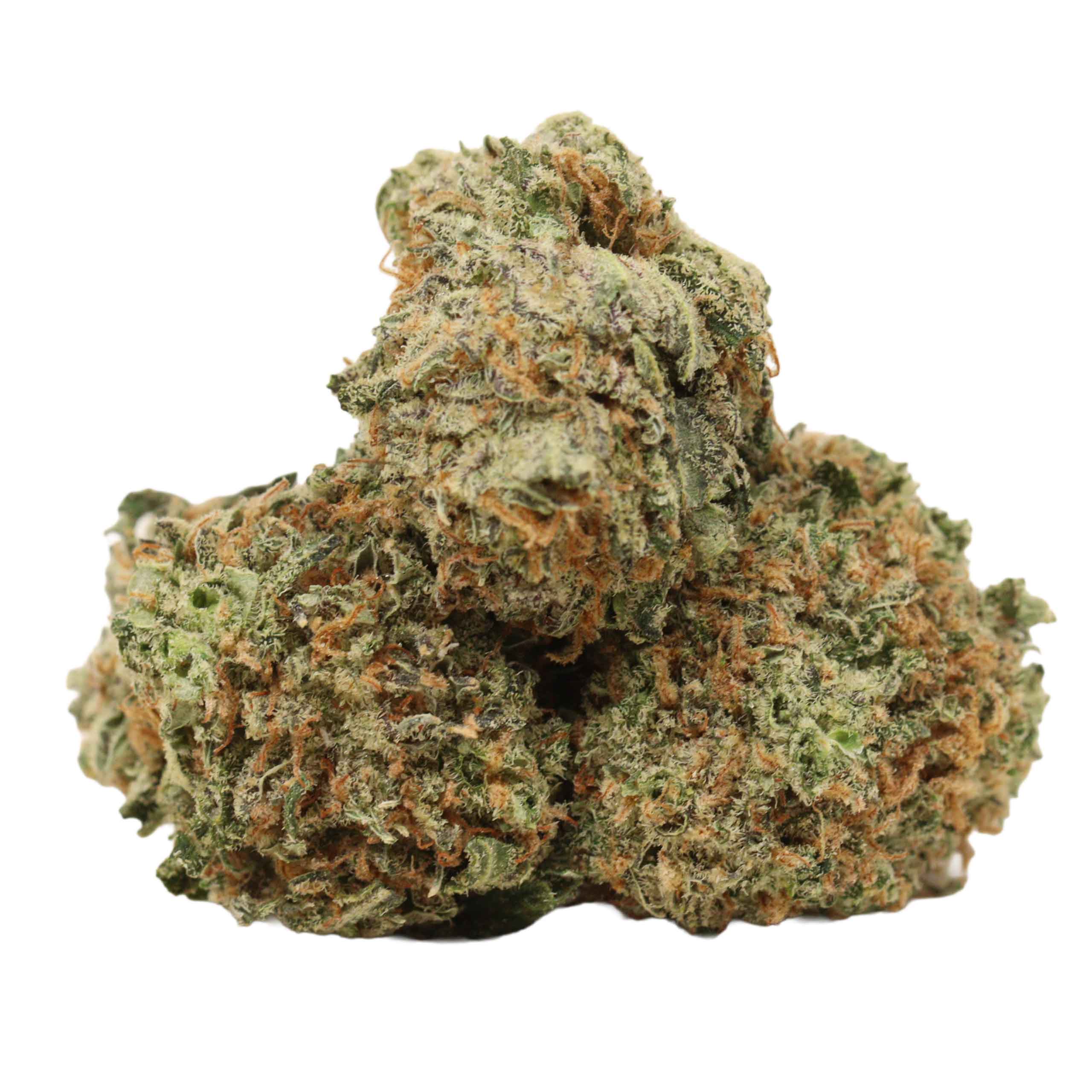 White Truffle strain cannabis