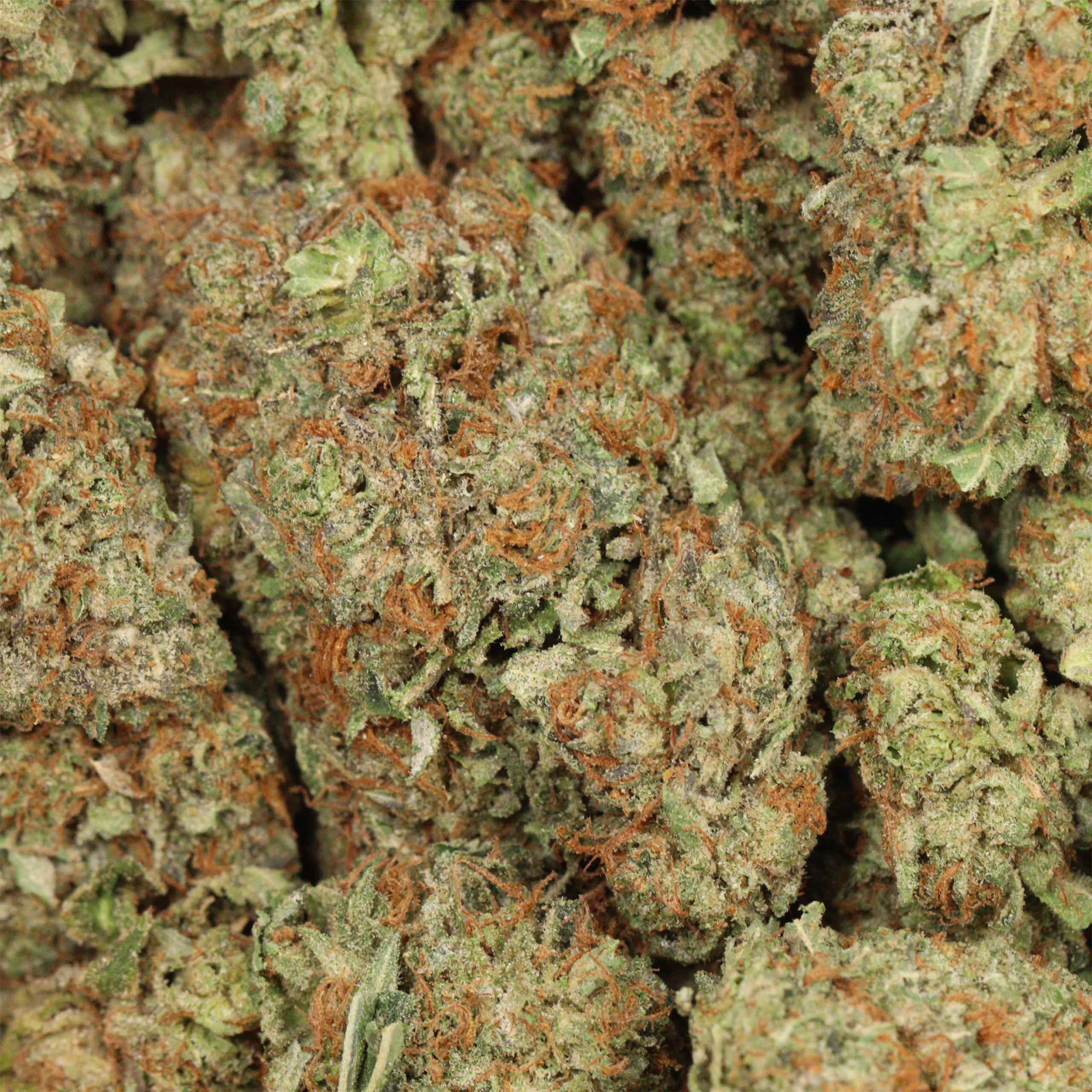 Afghani Pink - Image 3