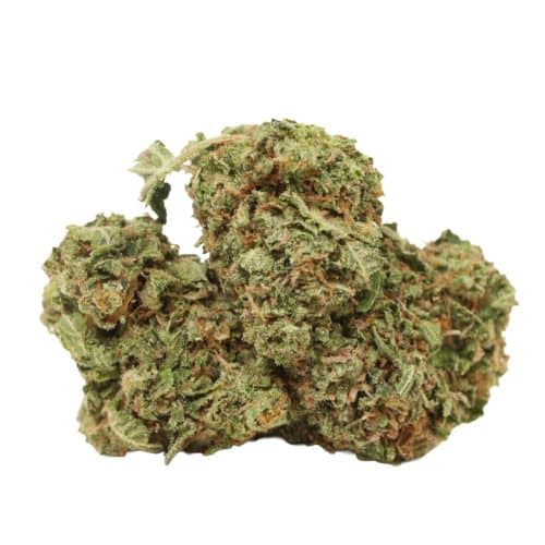 BC Pink Kush strain cannabis
