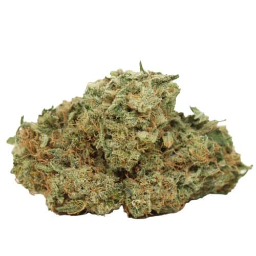 Berry White strain cannabis