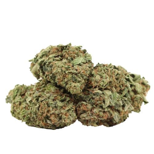 Black Tuna strain cannabis