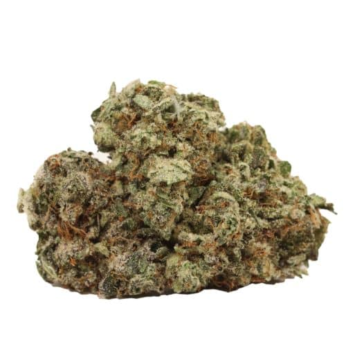 Critical Kush strain cannabis