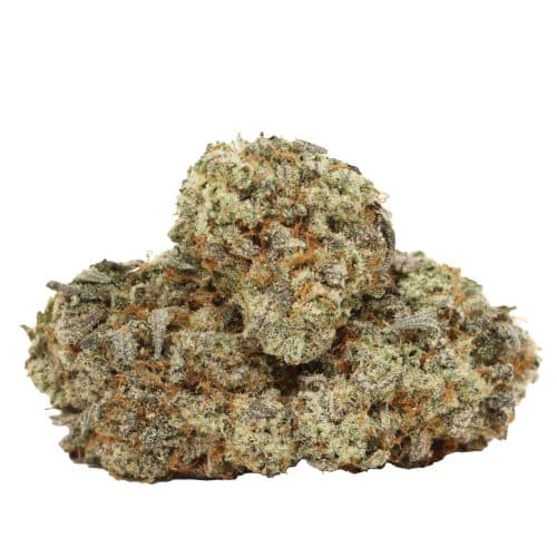 Dank Sinatra strain cannabis
