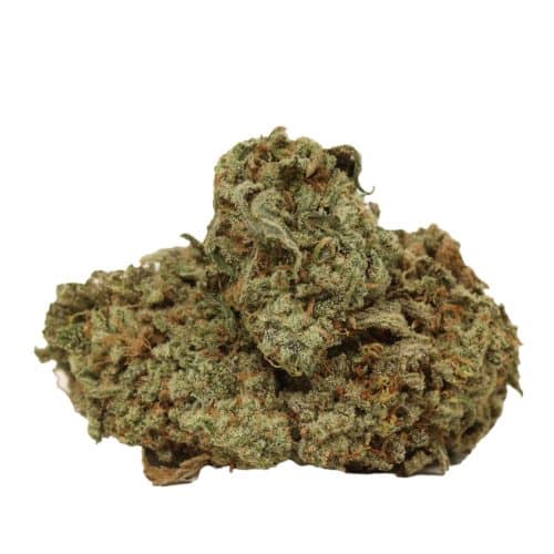 JackFruit strain cannabis