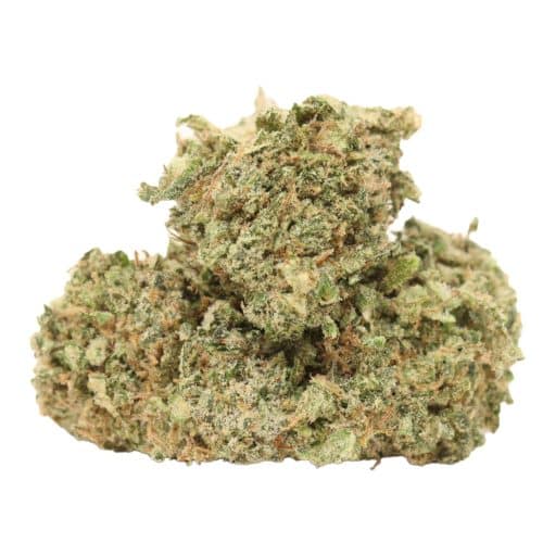 Lemon Kush strain cannabis