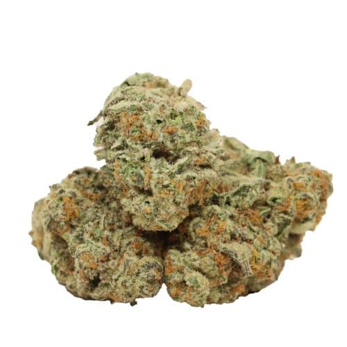 Master Kush strain cannabis