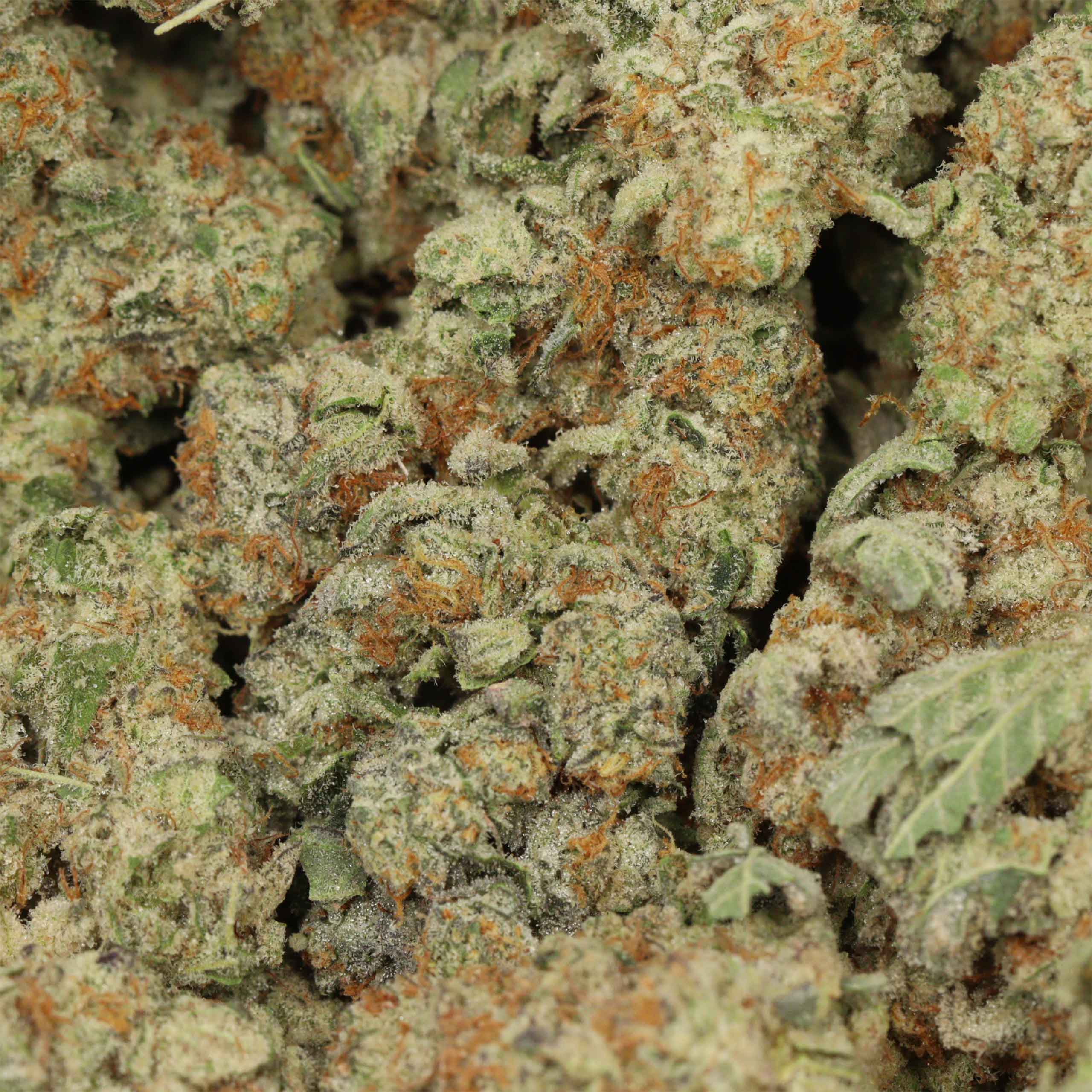 Master Kush - Image 3