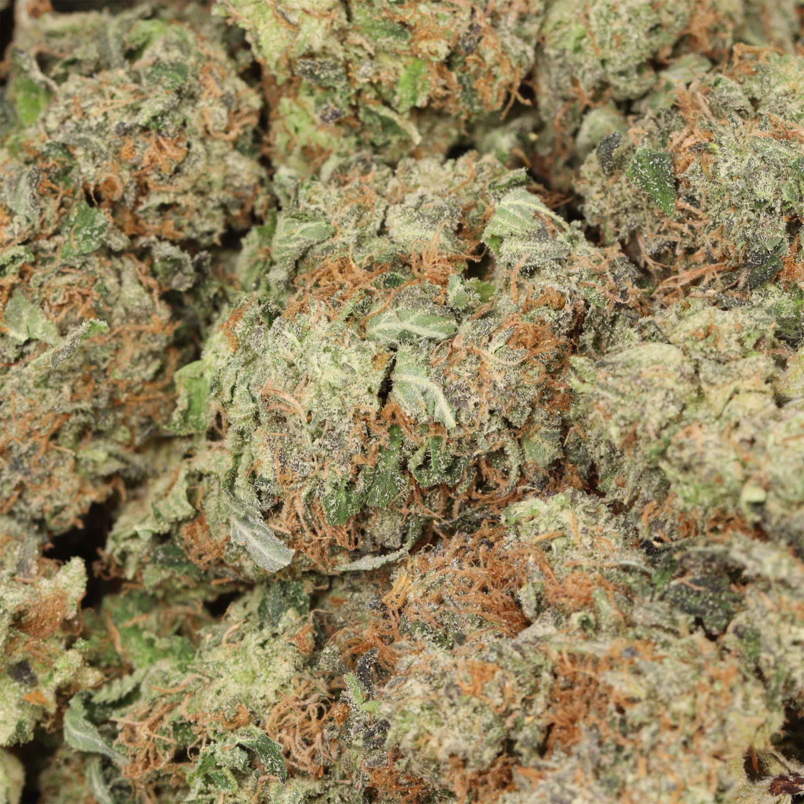 Mike Tyson OG - Image 3