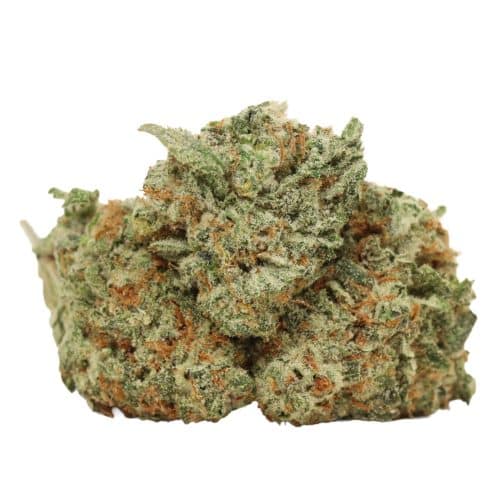 Mimosa craft strain cannabis