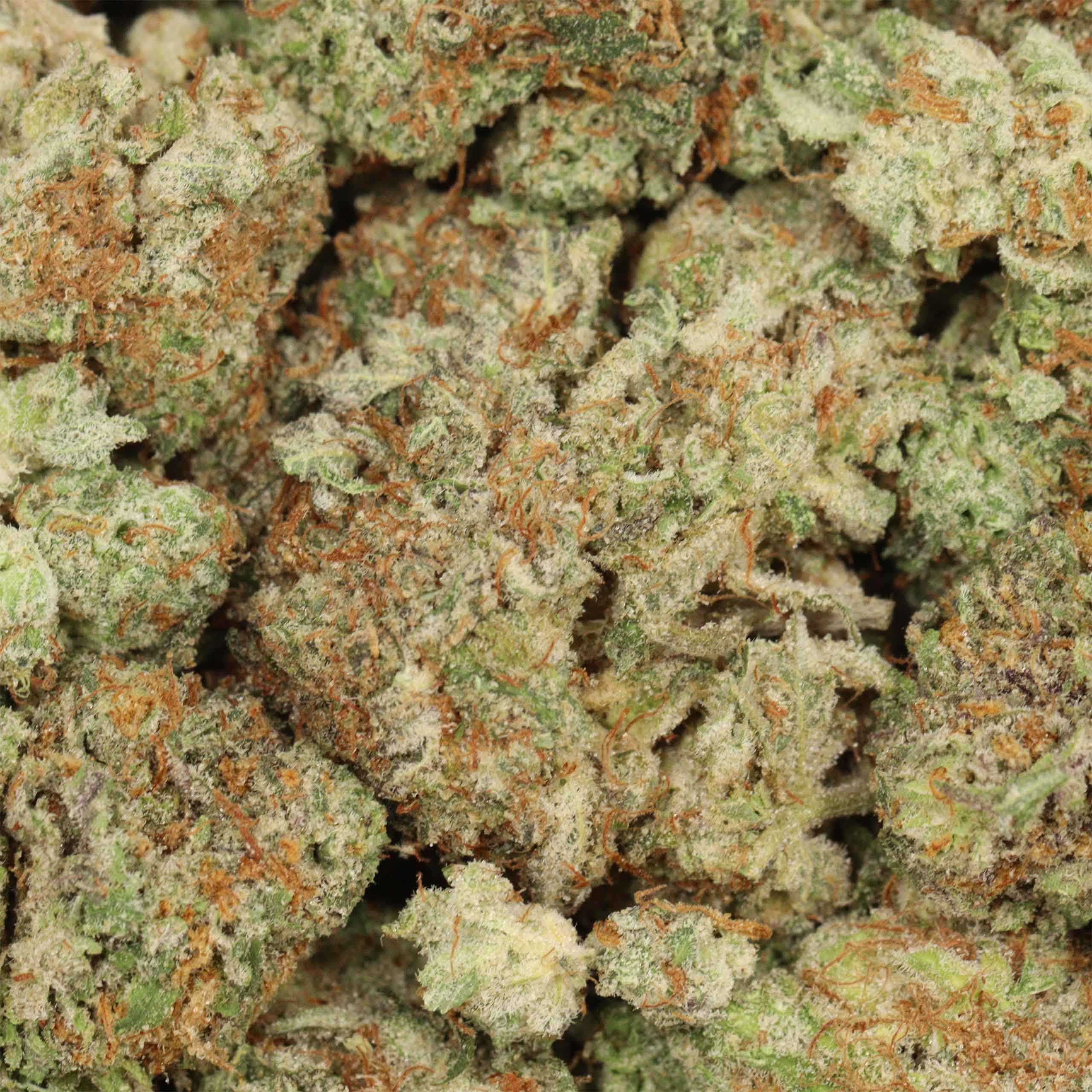 Mimosa - Image 3