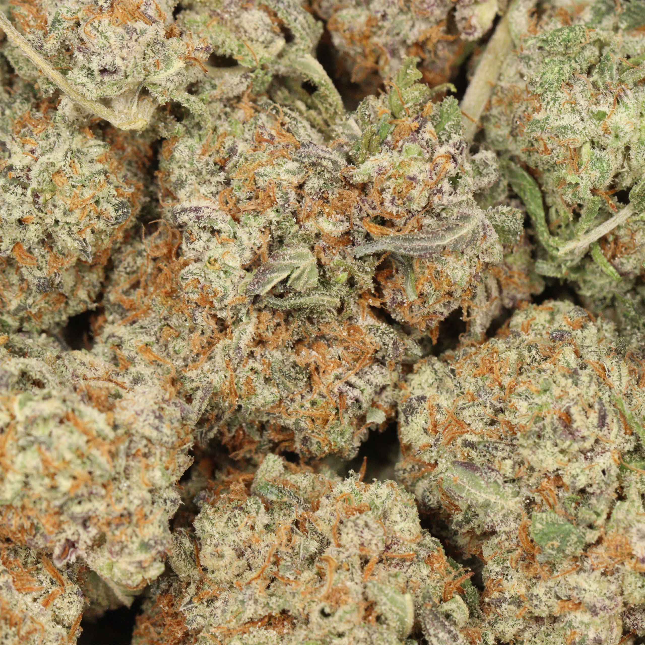 Northern Lights - Image 3
