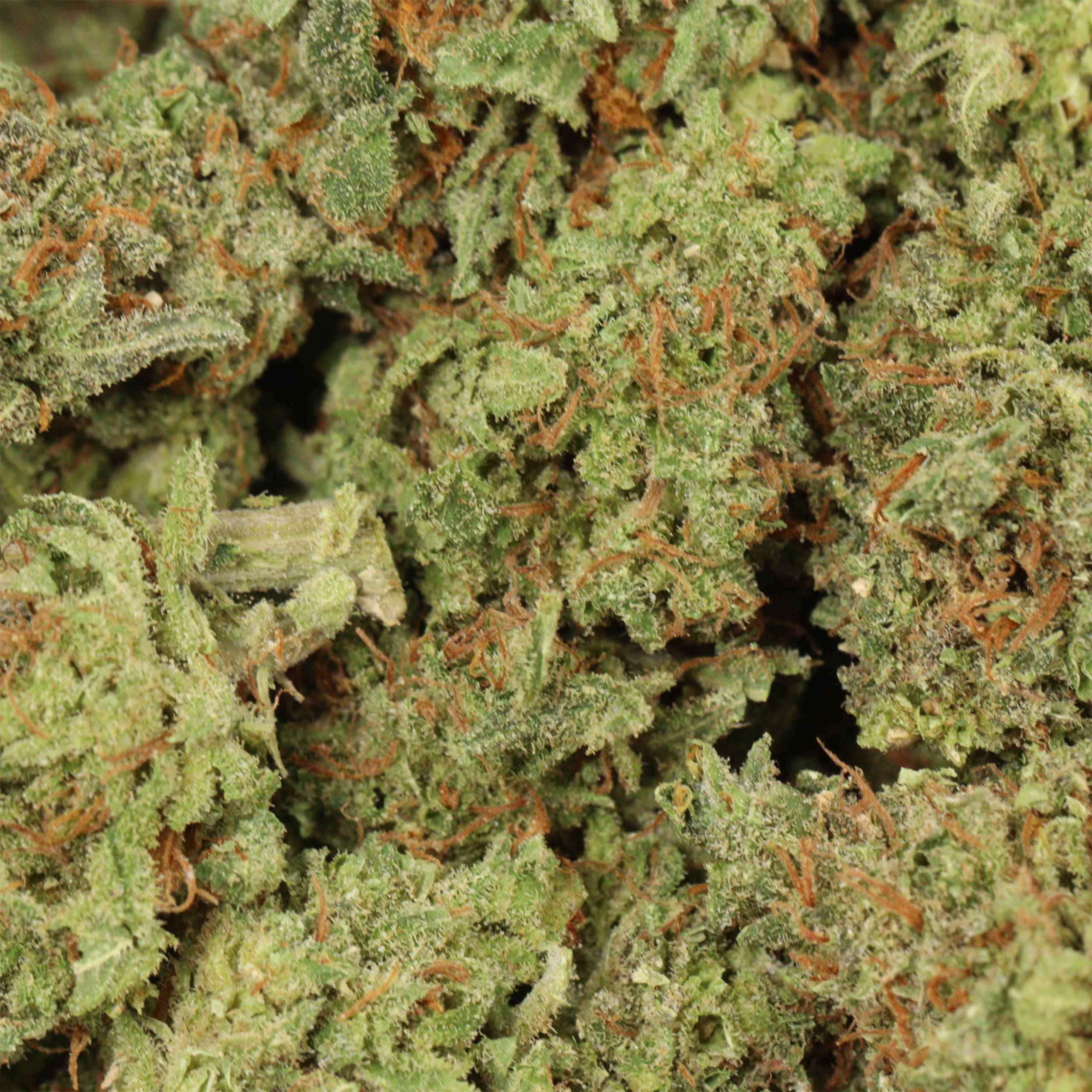 NYC Diesel - Image 3