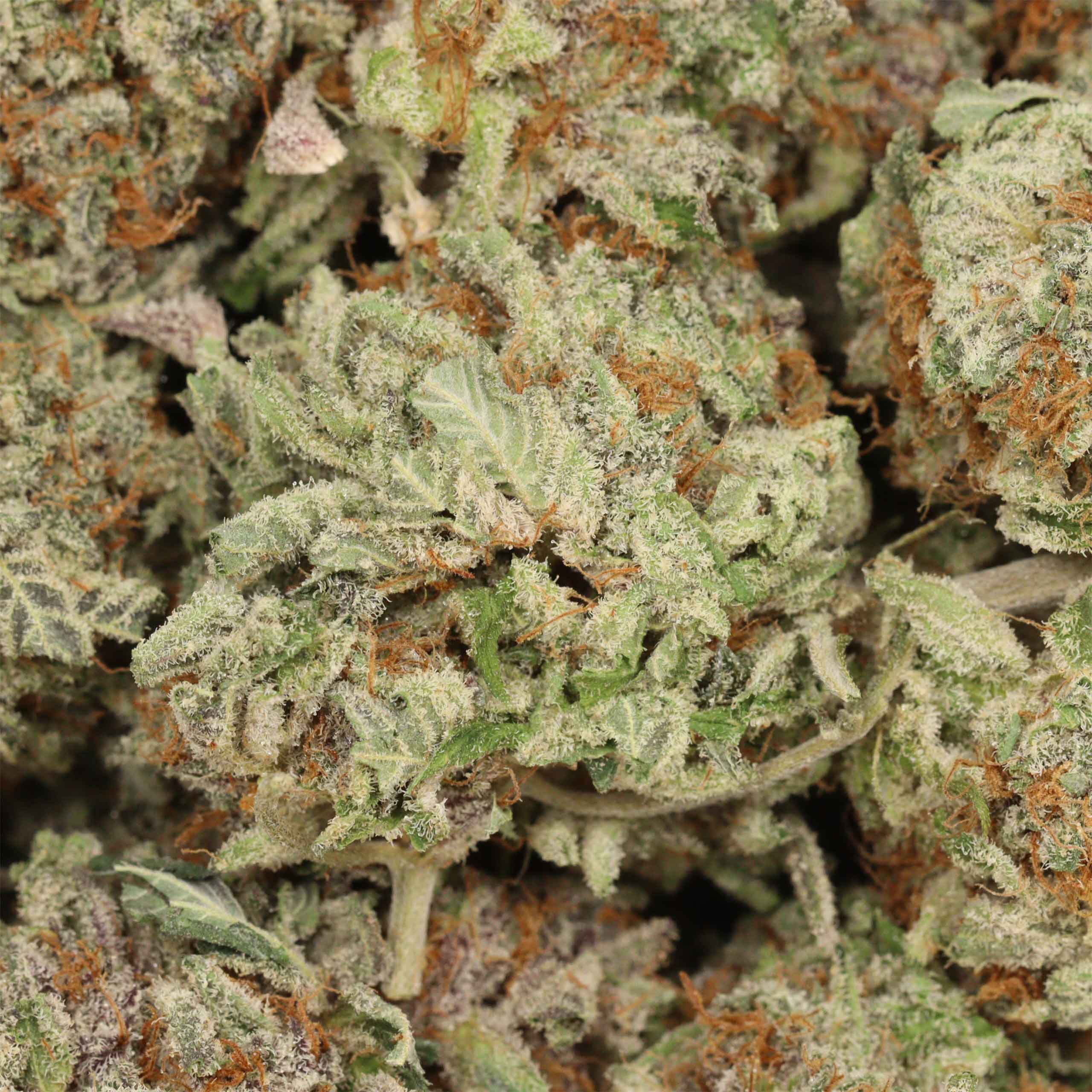 Pine Tar Kush - Image 3