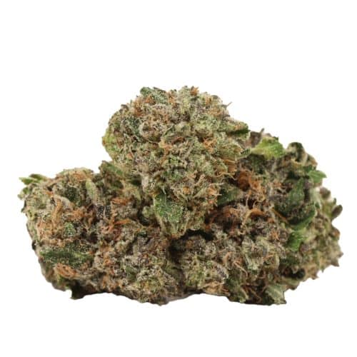 Pink Kush craft strain cannabis