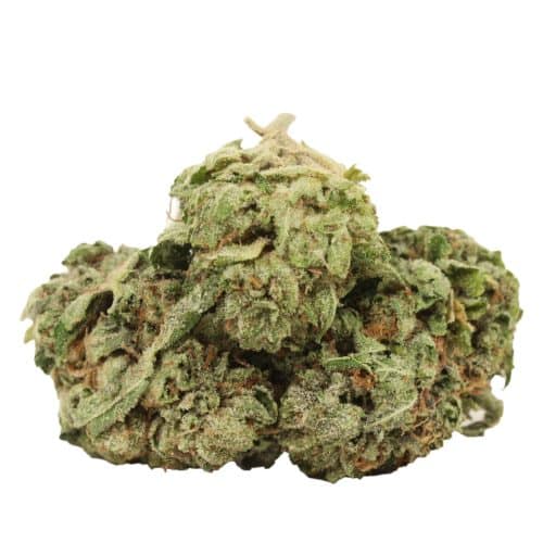 Pink Kush strain cannabis