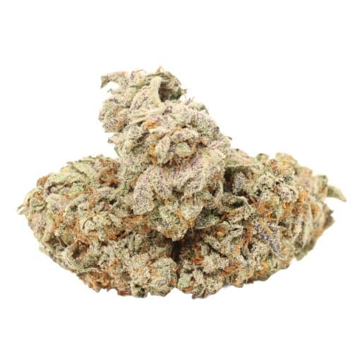 Purple Kush strain cannabis