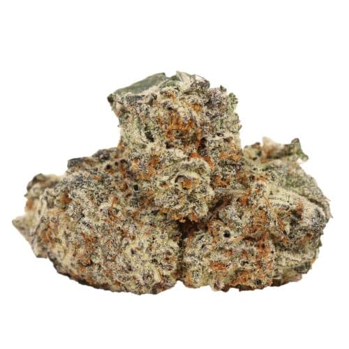 Purple Kush strain cannabis