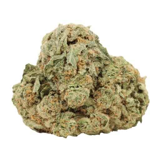 Scout Master strain cannabis