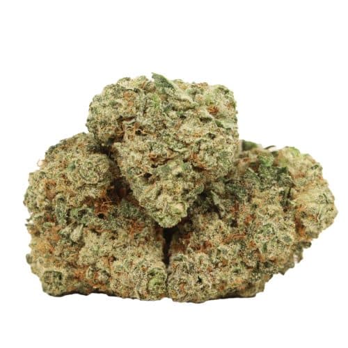 9 Pound Hammer strain cannabis