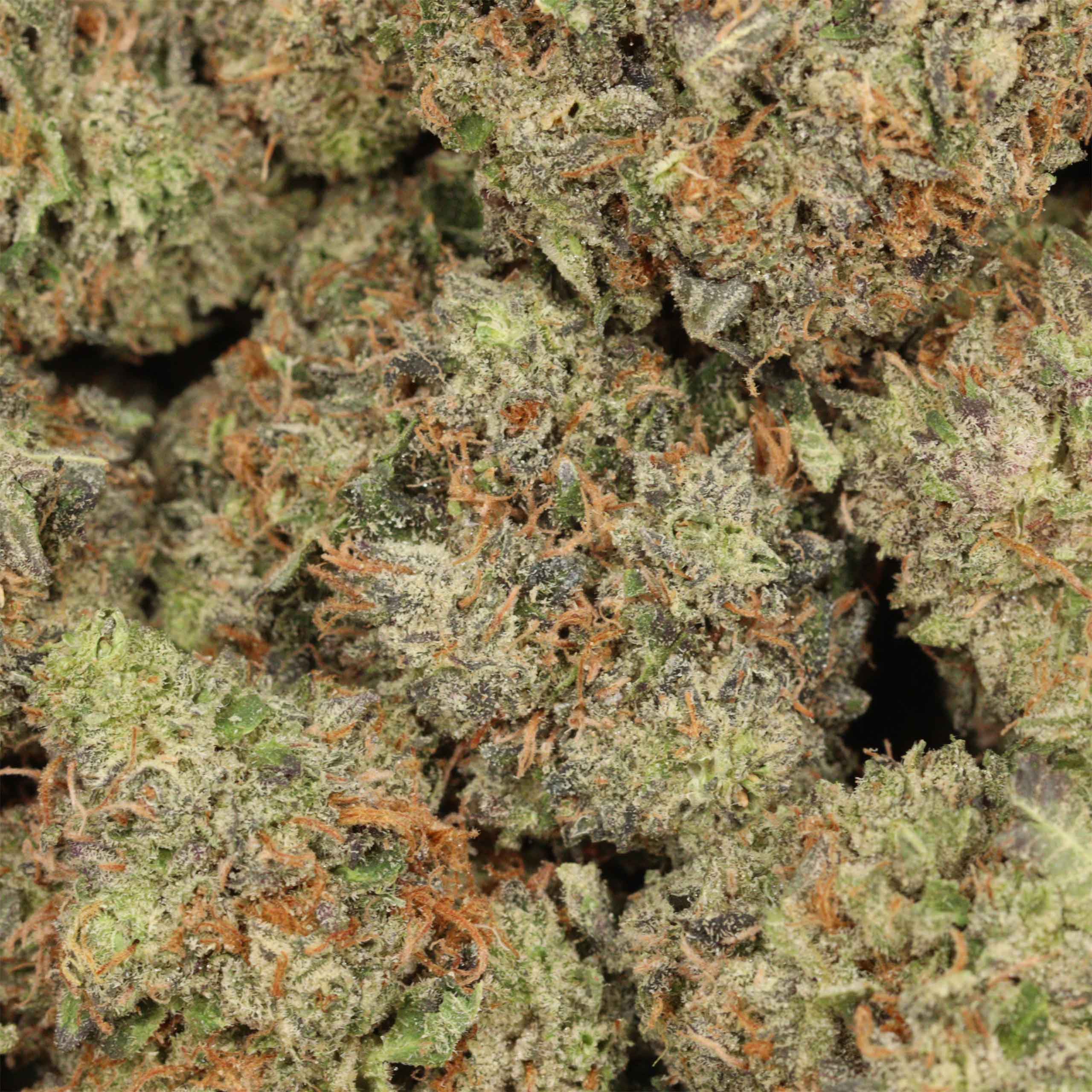 Afghani Pink - Image 3