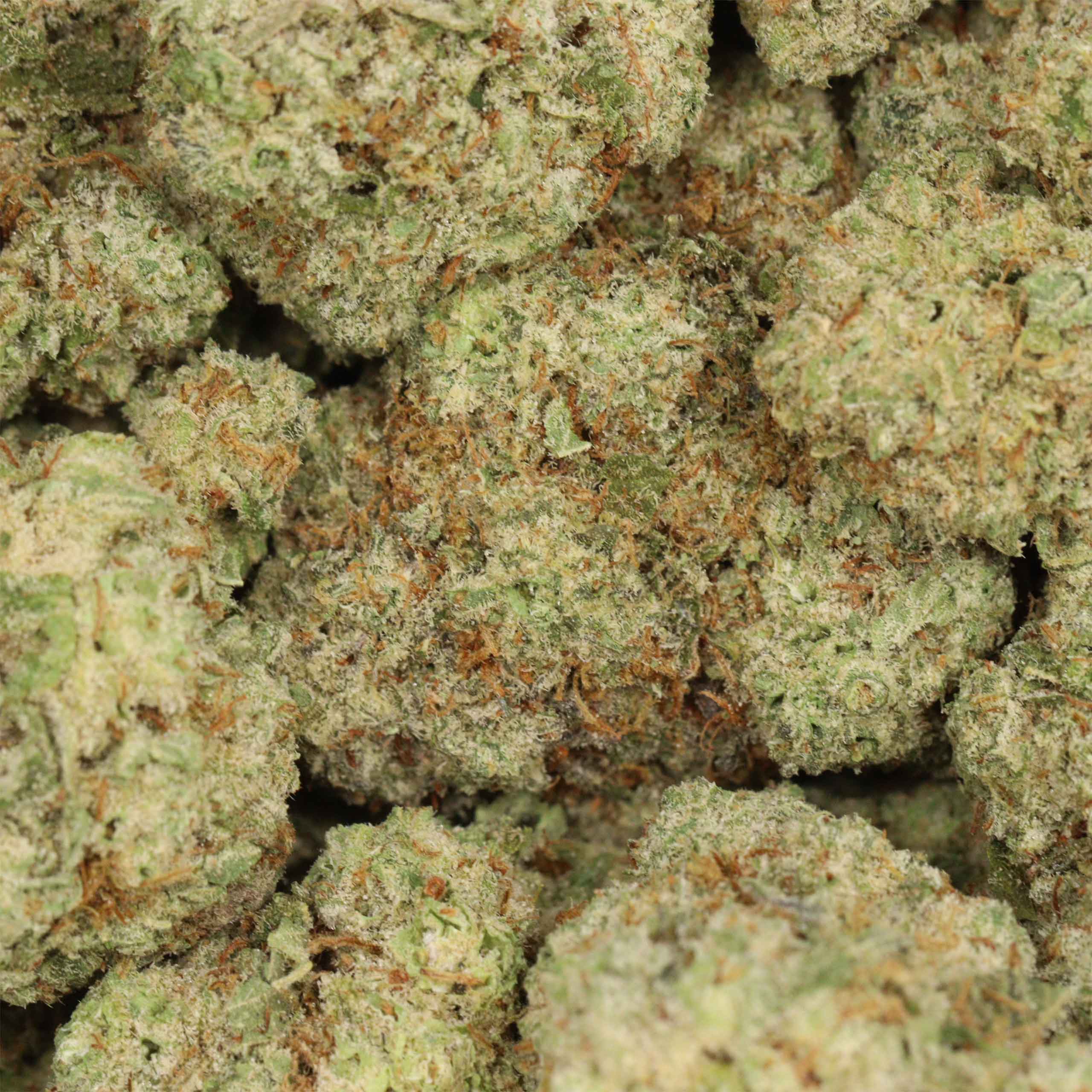 Alien Cookies - Image 3