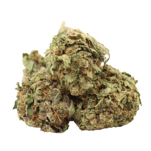 Astro Pink Kush strain cannabis