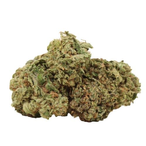 BC Pink Kush strain cannabis