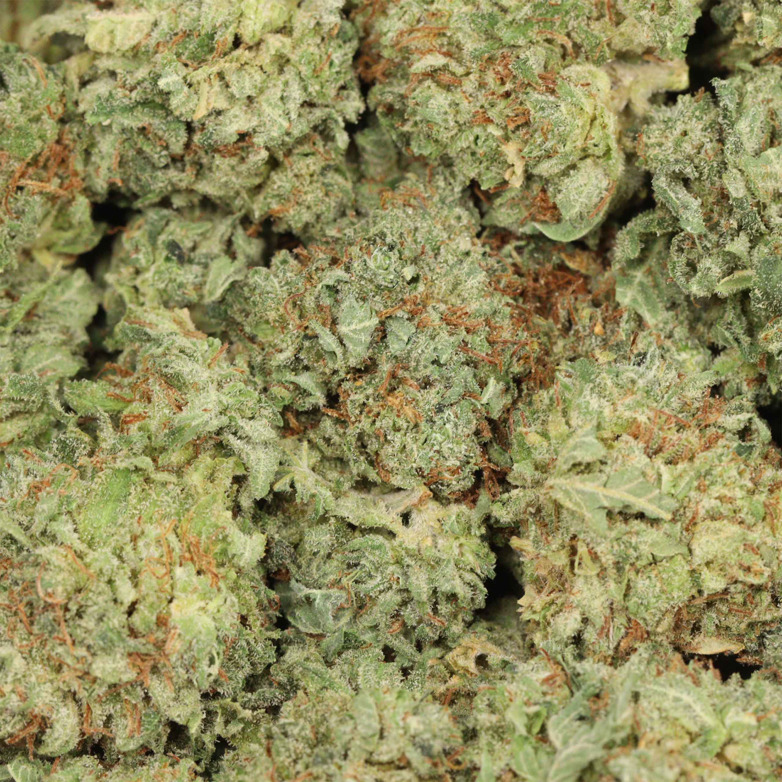 Black Diamond - Image 3