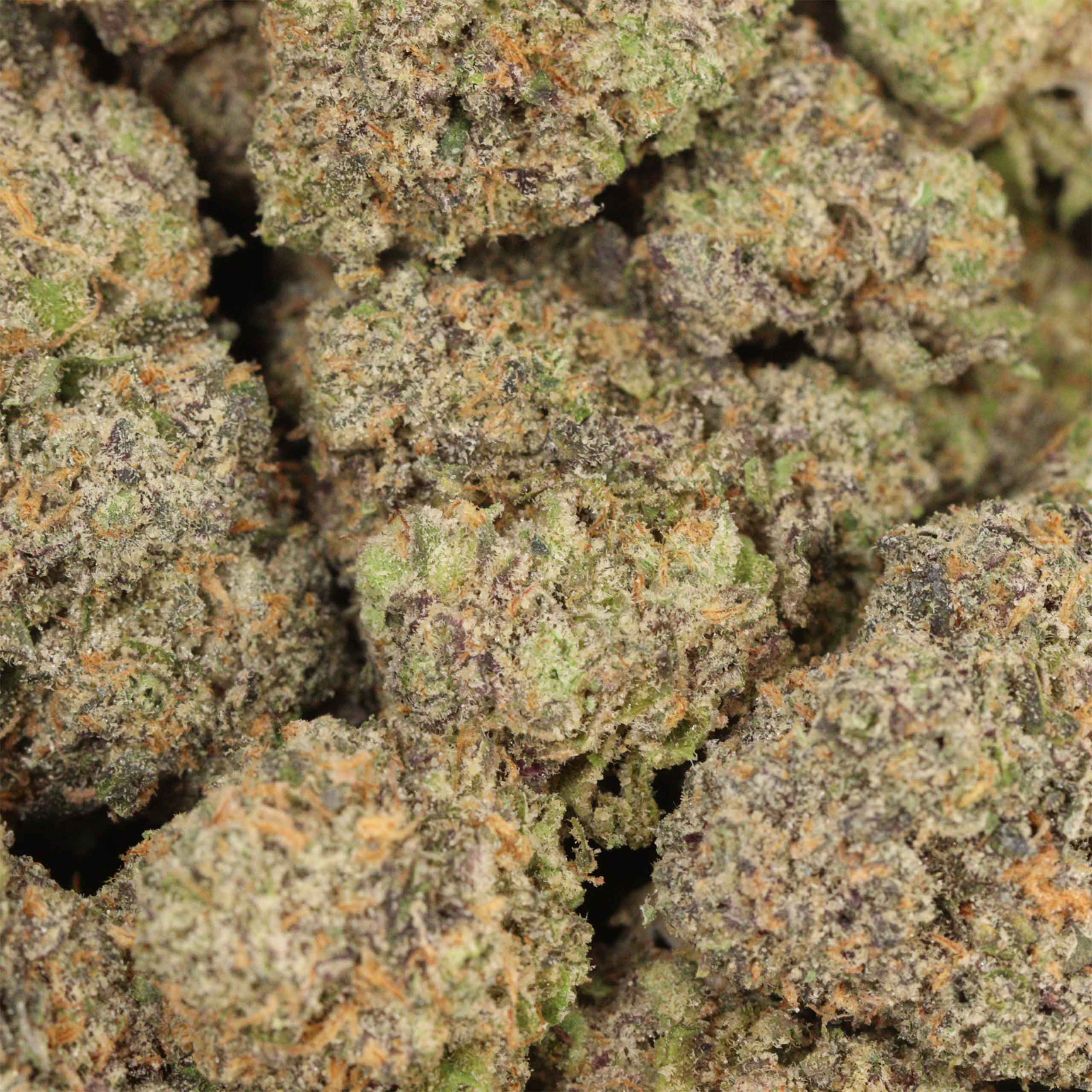 Black Kush - Image 3