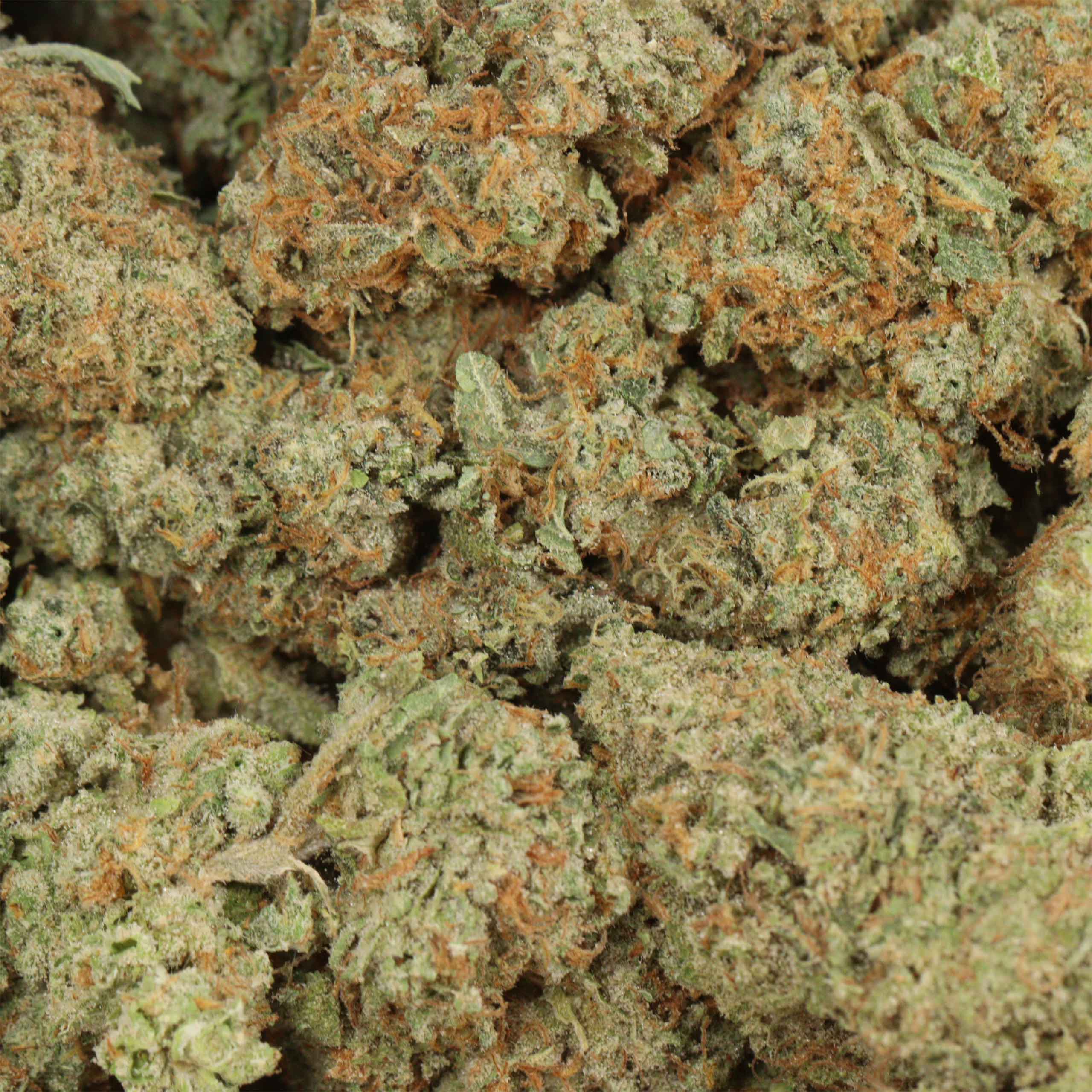 Bubba Fish - Image 3