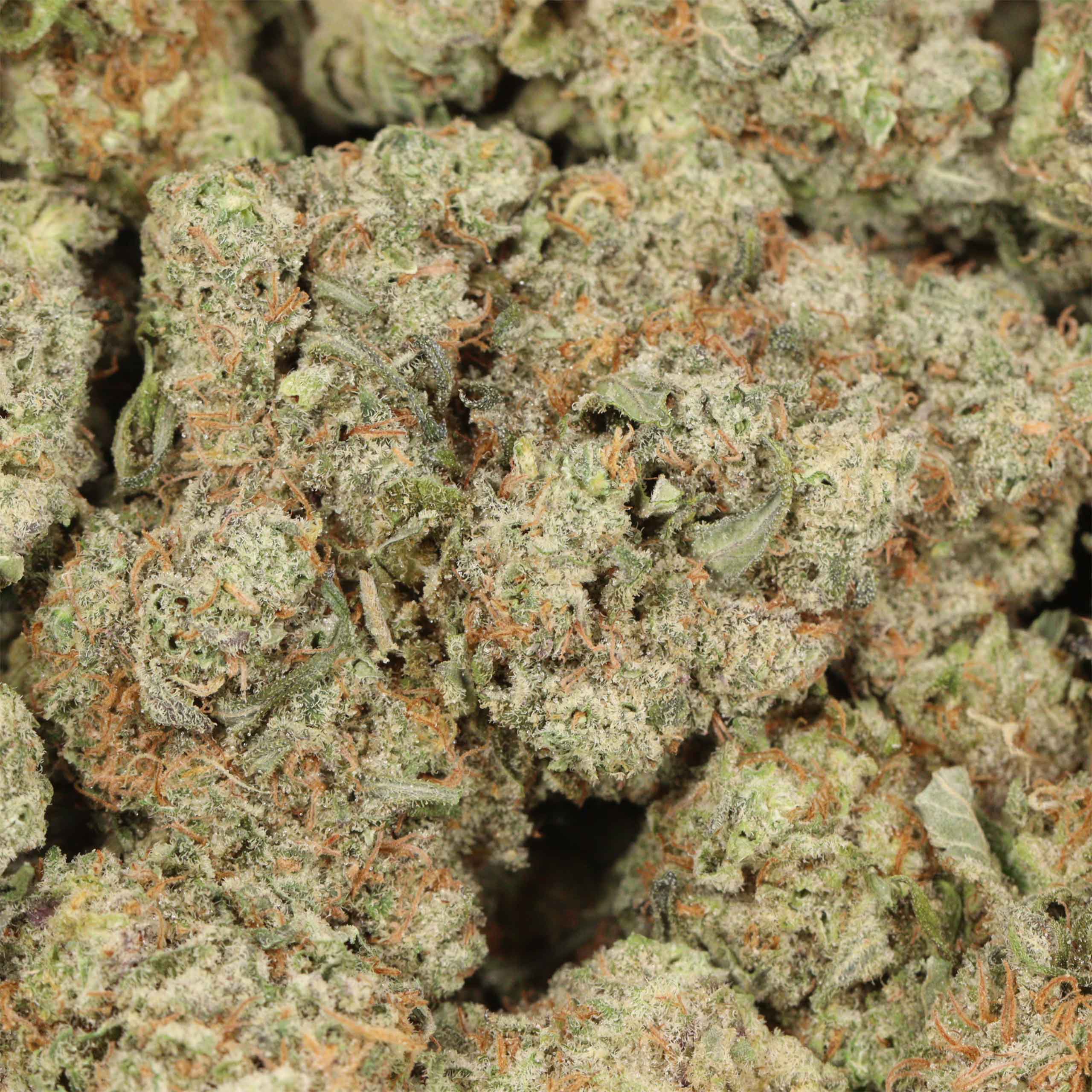Candy Apple - Image 3