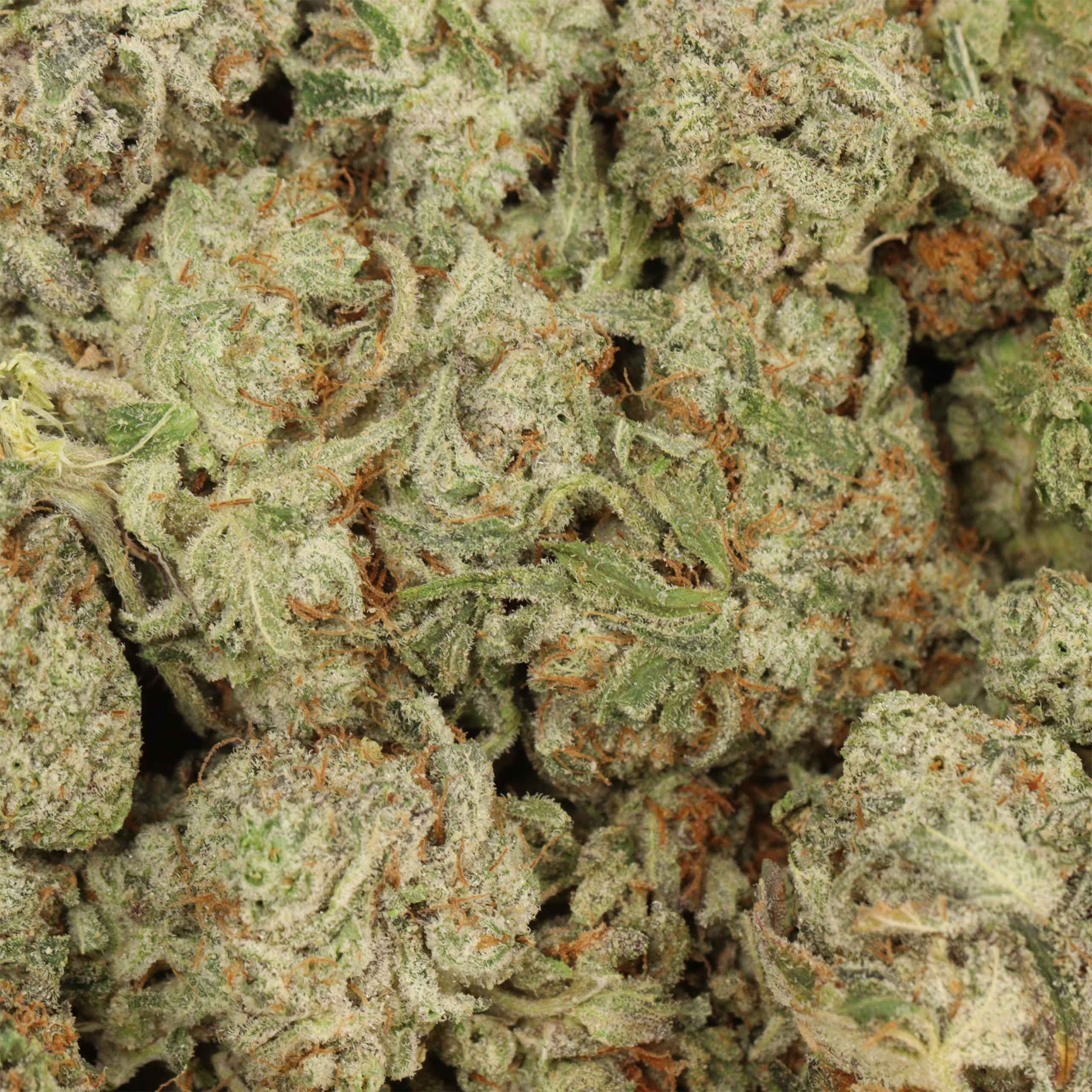Chemo Kush - Image 3