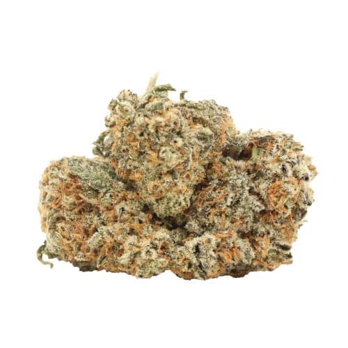 Chocolate Kush strain cannabis