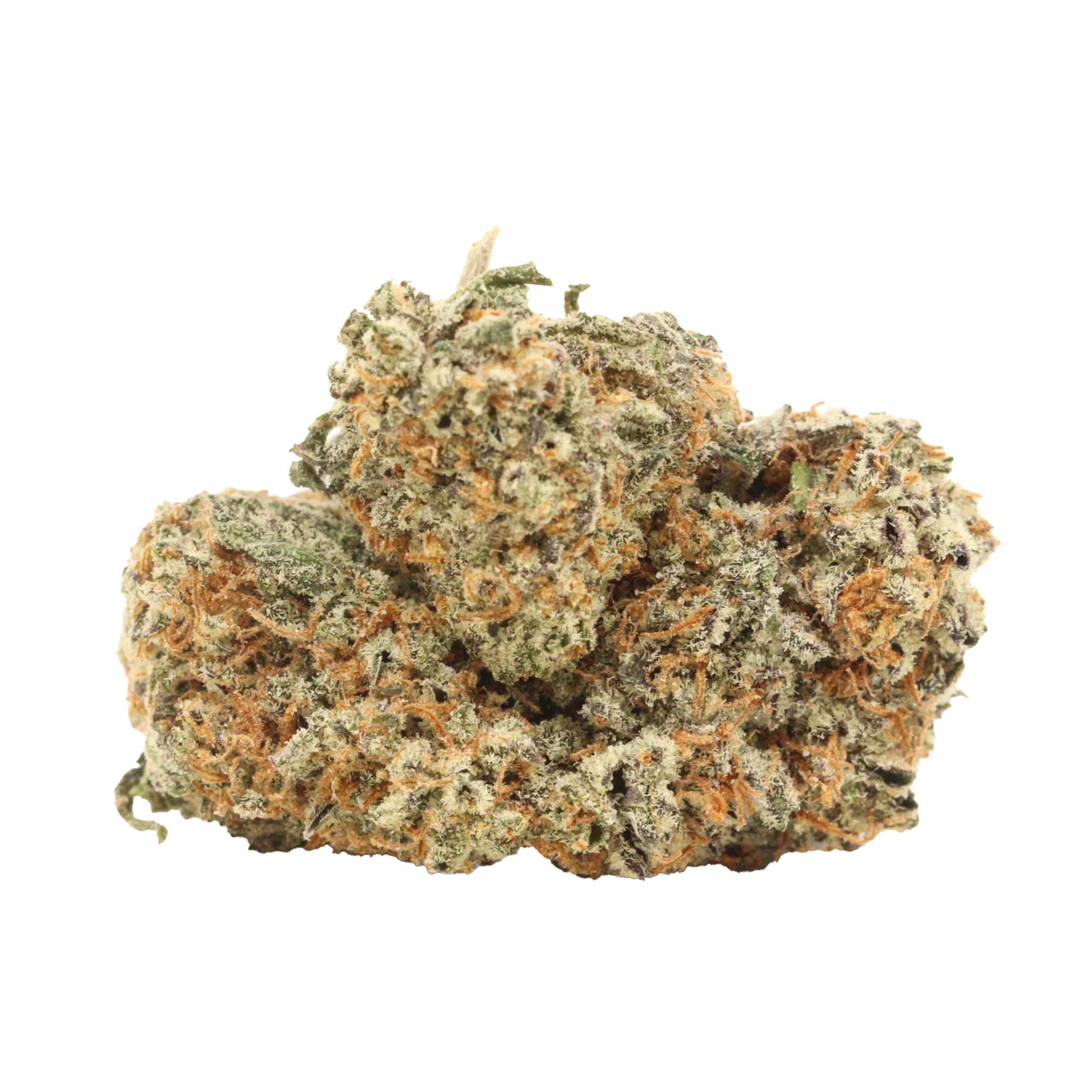 Chocolate Kush strain cannabis