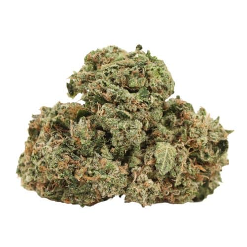 Comatose OG strain cannabis