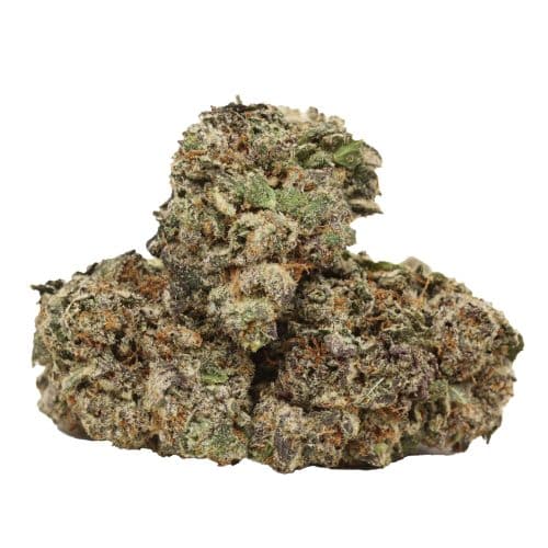 dank sinatra strain cannabis