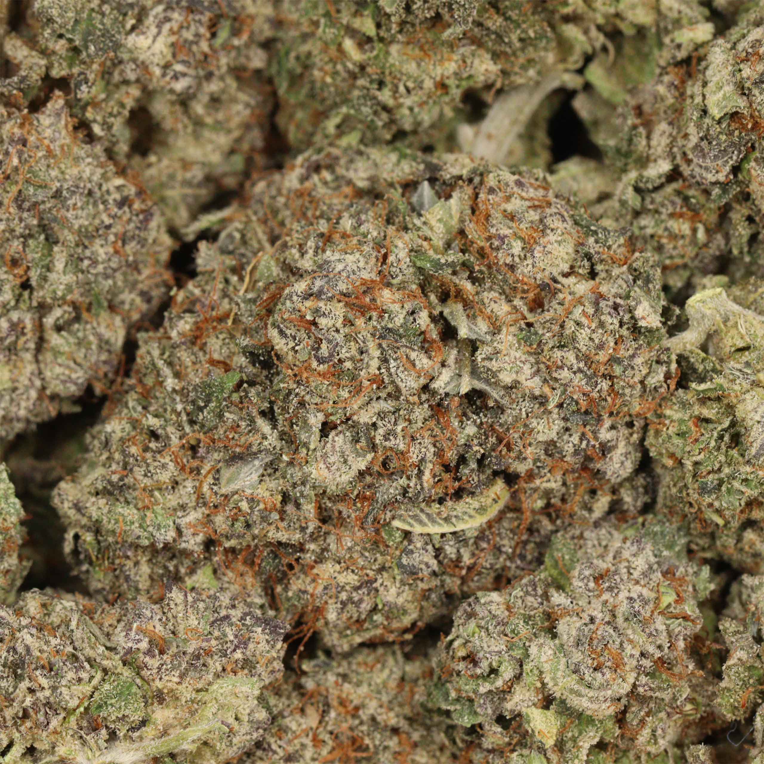 Dank Sinatra - Image 3