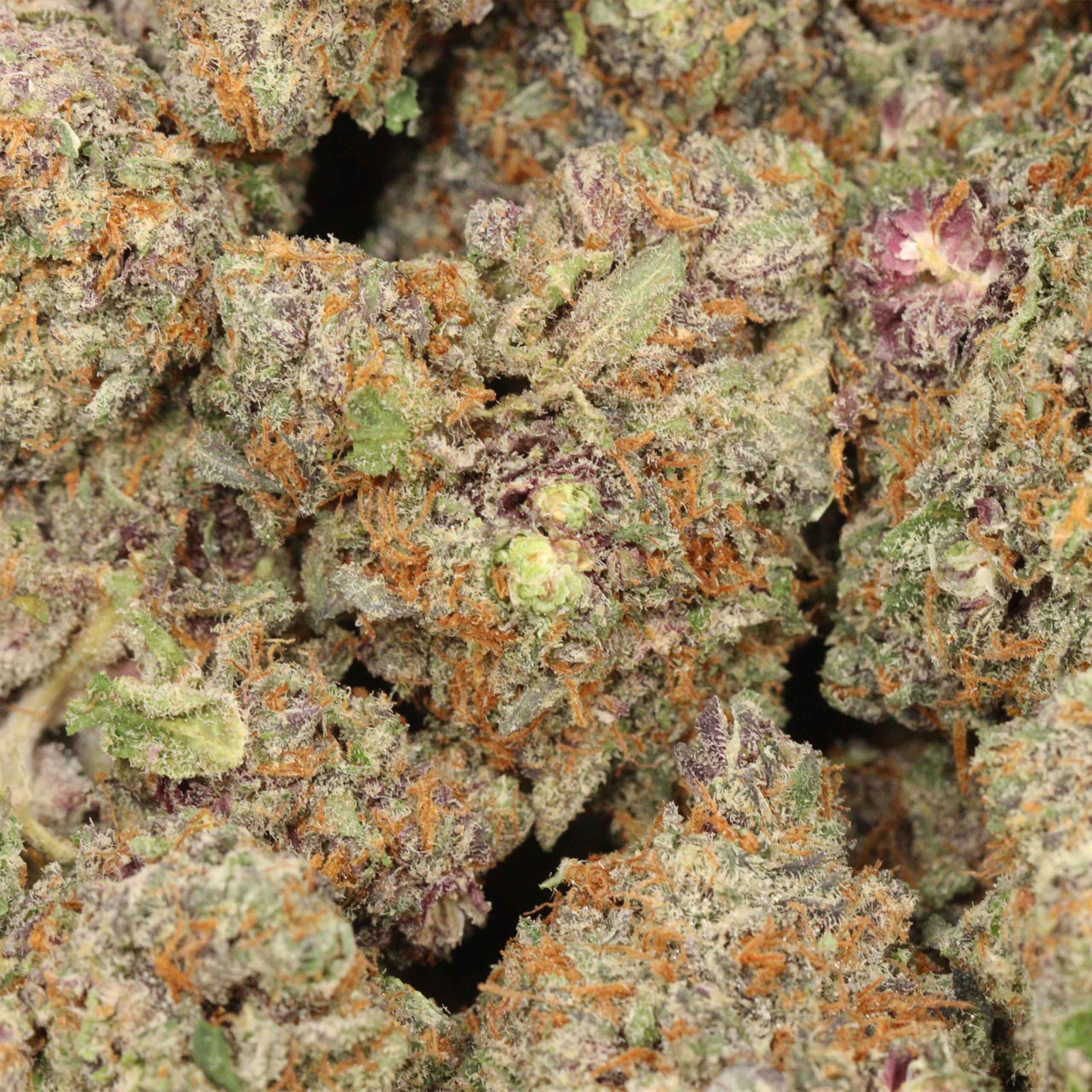 Grand Daddy Purple - Image 3