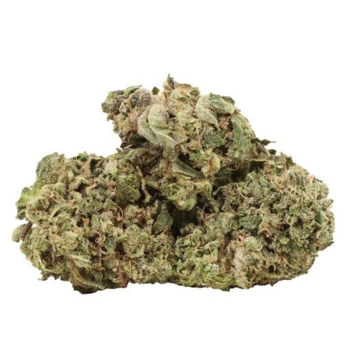 Hydro Pink Kush strain cannabis