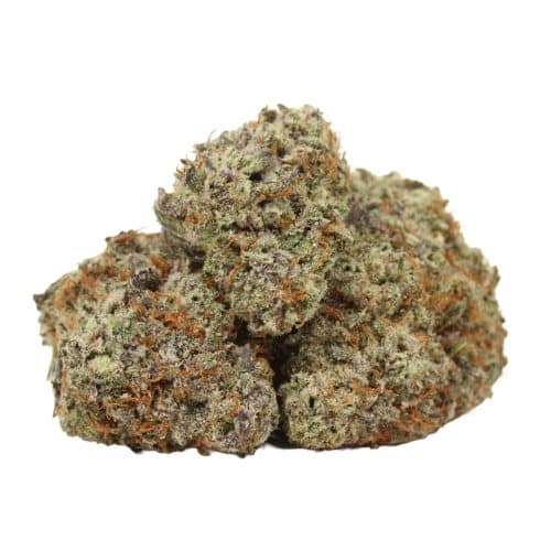 Jungle Cake strain cannabis