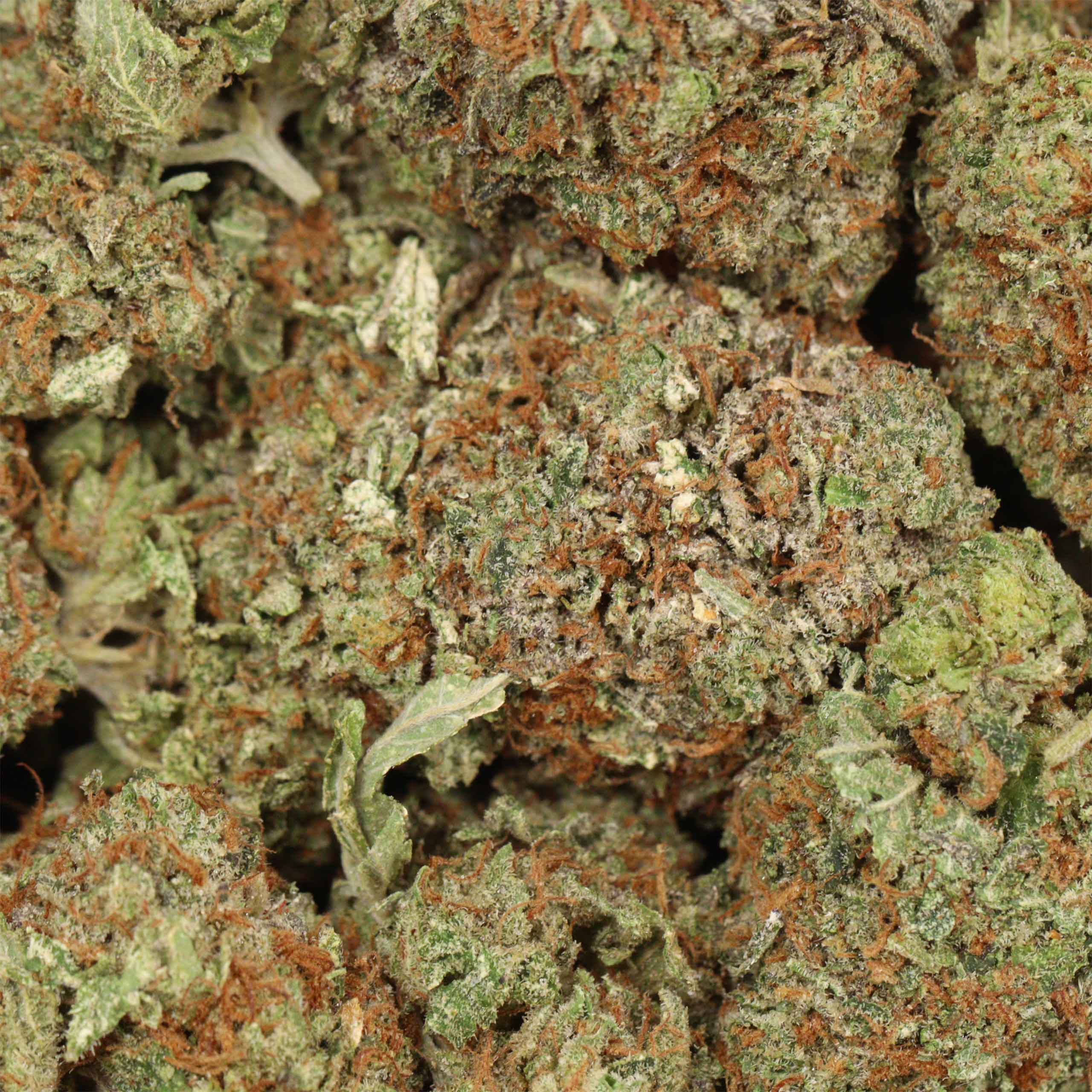 King Louis XIII - Image 3