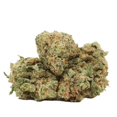 Pineapple Fanta strain cannabis