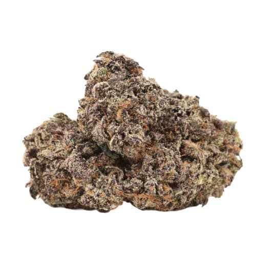 Purple Kush strain cannabis