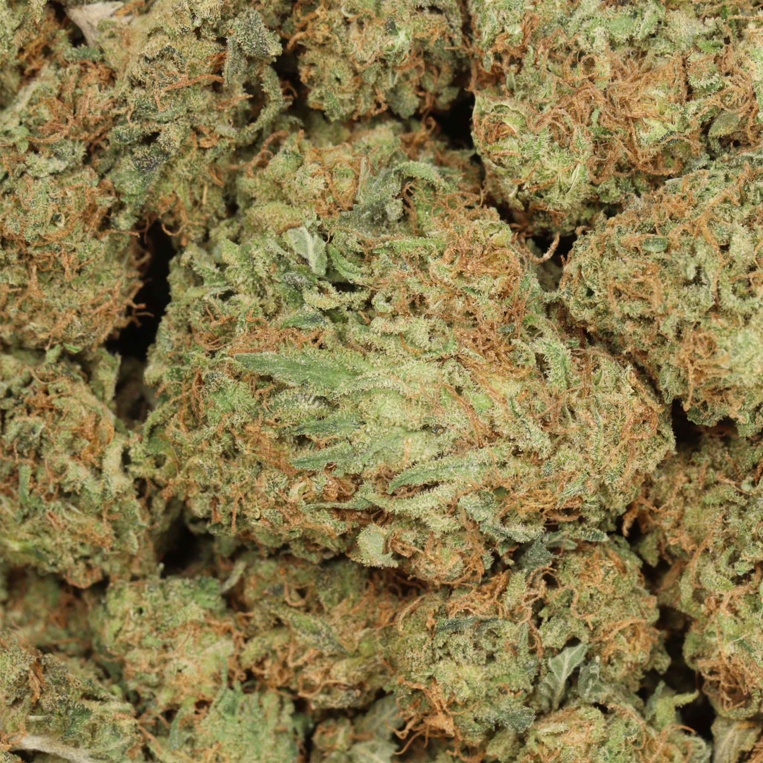 Romulan - Image 3