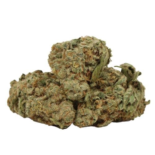 Scout Master strain cannabis